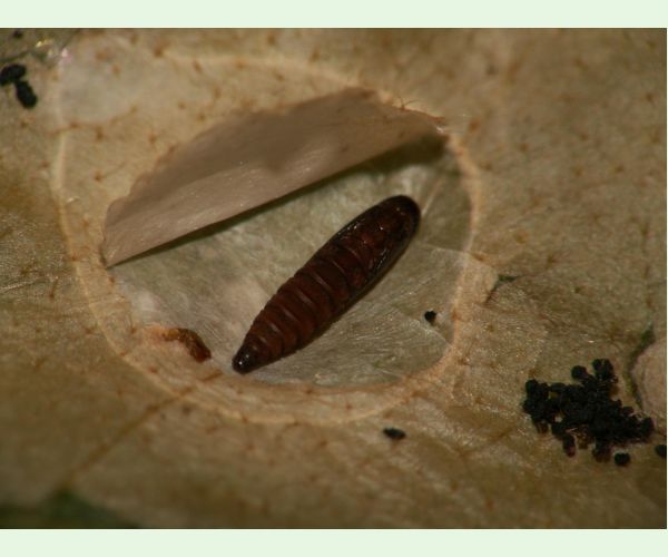 Tischeria ekebladella