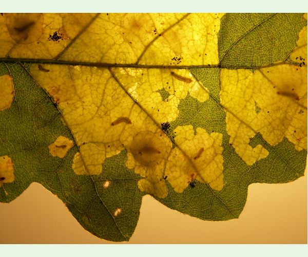 Tischeria ekebladella