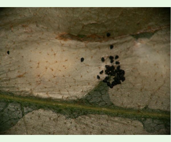 Tischeria ekebladella