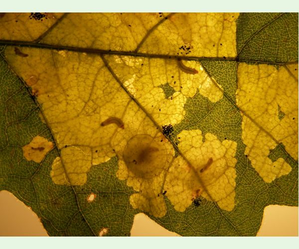 Tischeria ekebladella