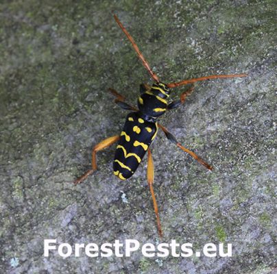 Long-horned beetle Plagionotus arcuatus 