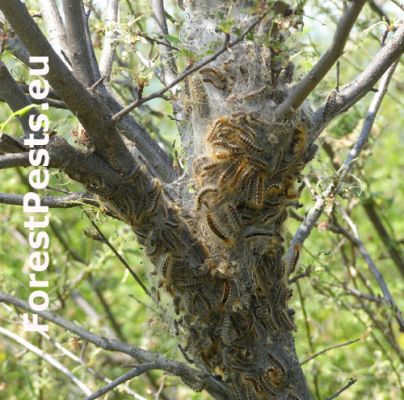 Browntail moth