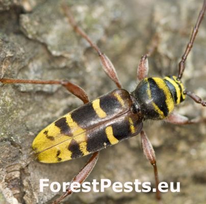 Long-horned beetle Plagionotus detritus
