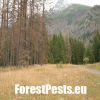 Poškodenie lesa lykožrútom smrekovým. Foto : M.Zúbrik