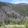 Lykožrút smrekový. Napadnutý smrekový les. Foto: M. Zúbrik