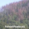 Lykožrút smrekový. Napadnutý smrekový les. Foto: M. Zúbrik