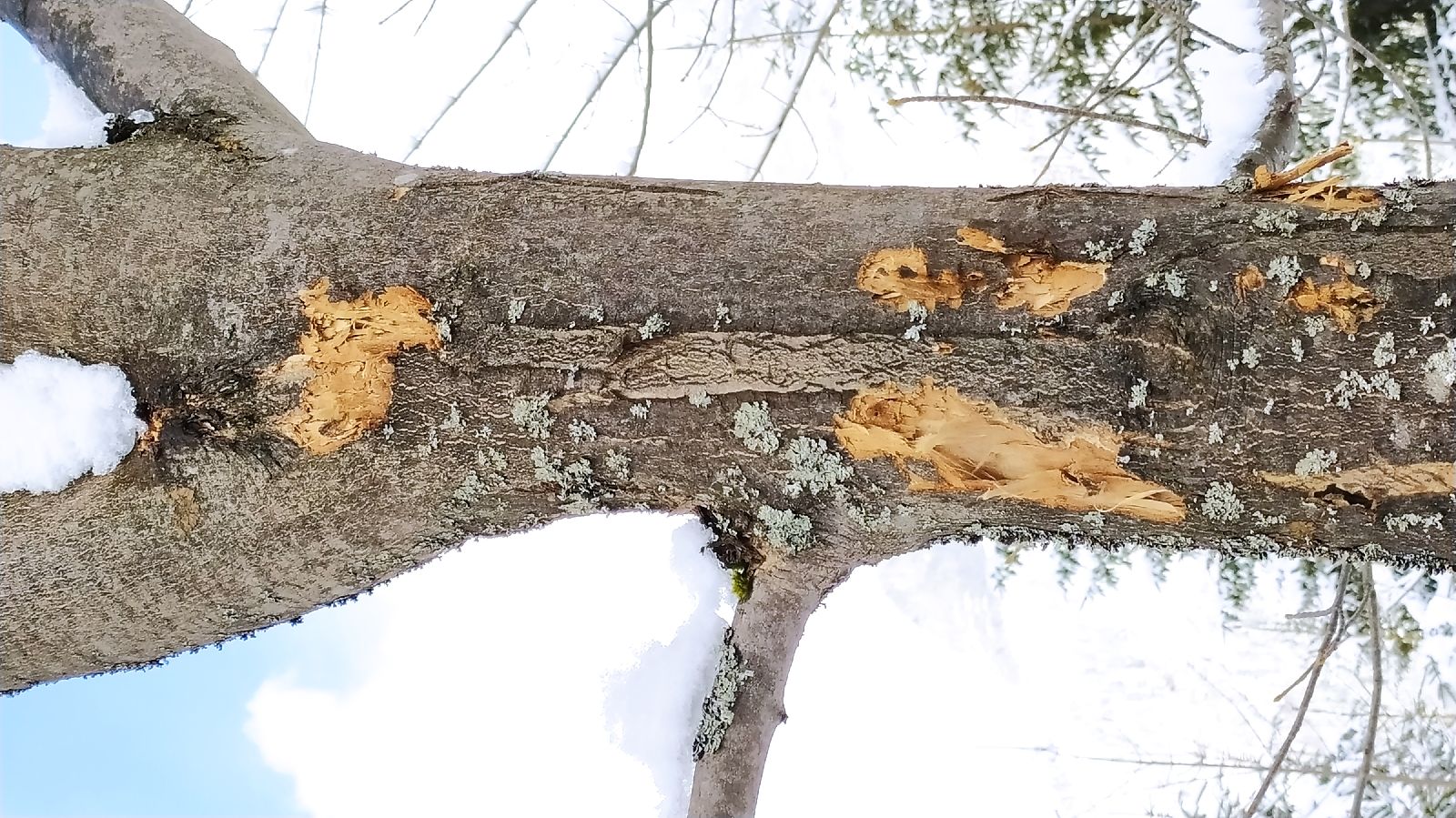 A - nejednoznačne určený, nie sme si istí