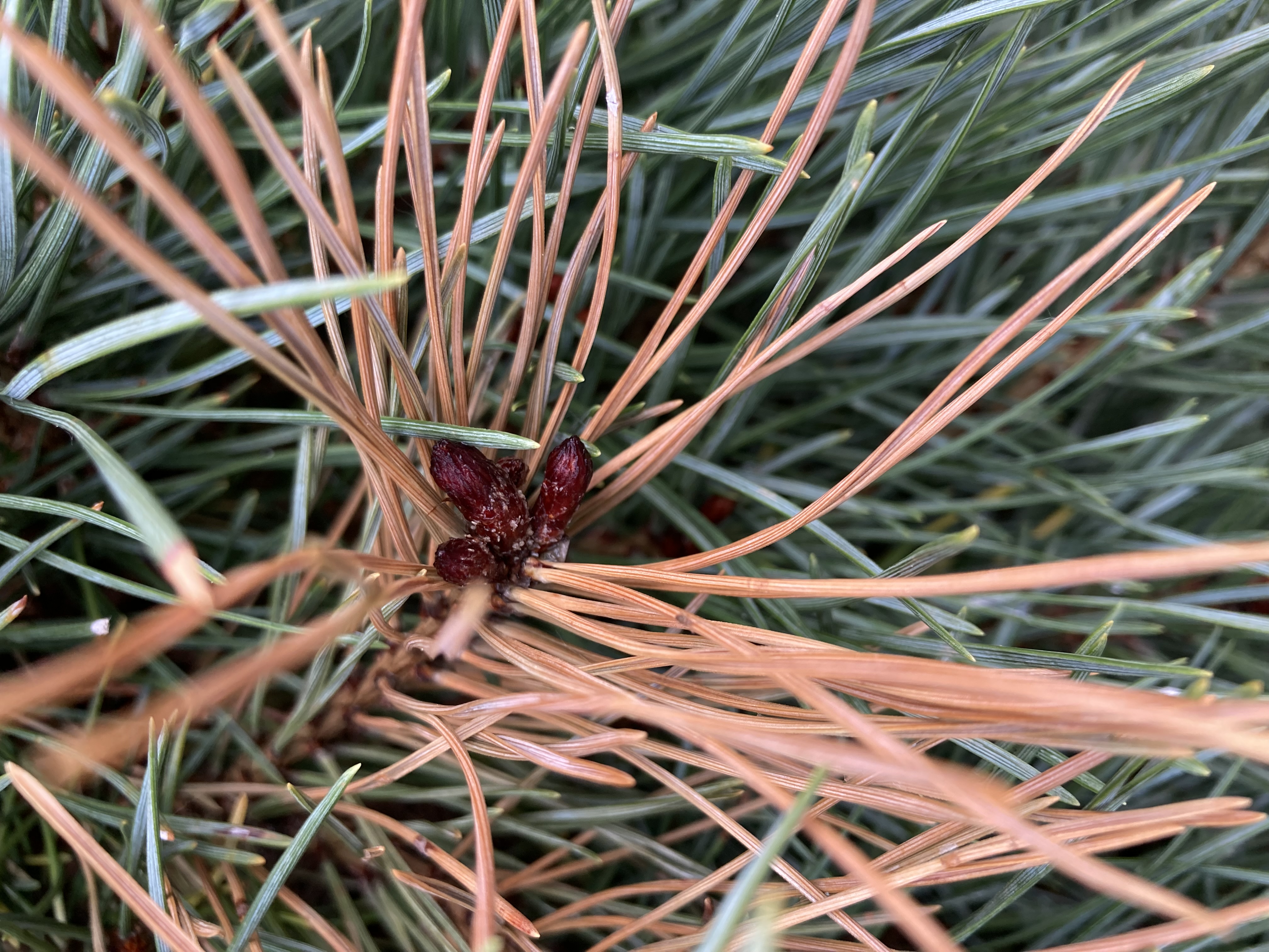 A - nejednoznačne určený, nie sme si istí