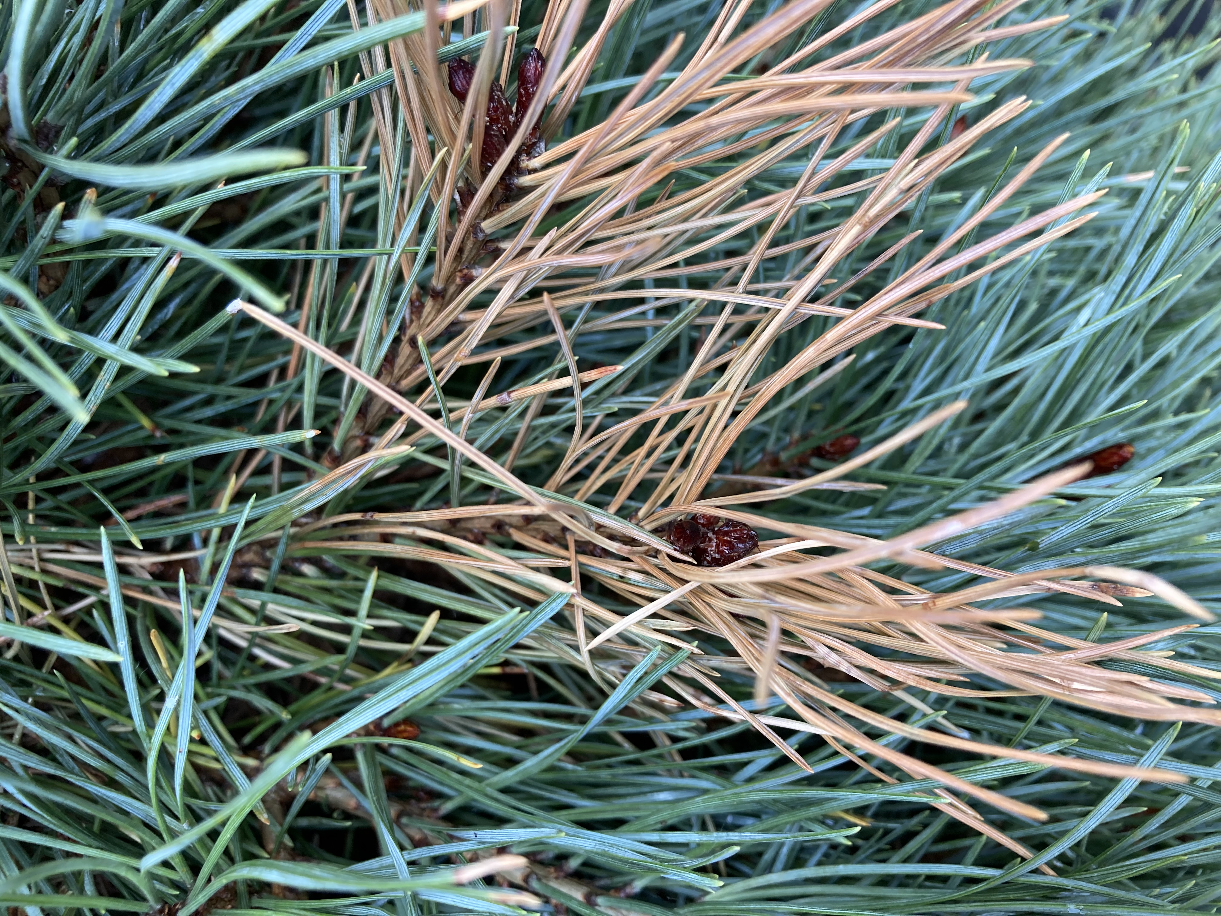 A - nejednoznačne určený, nie sme si istí