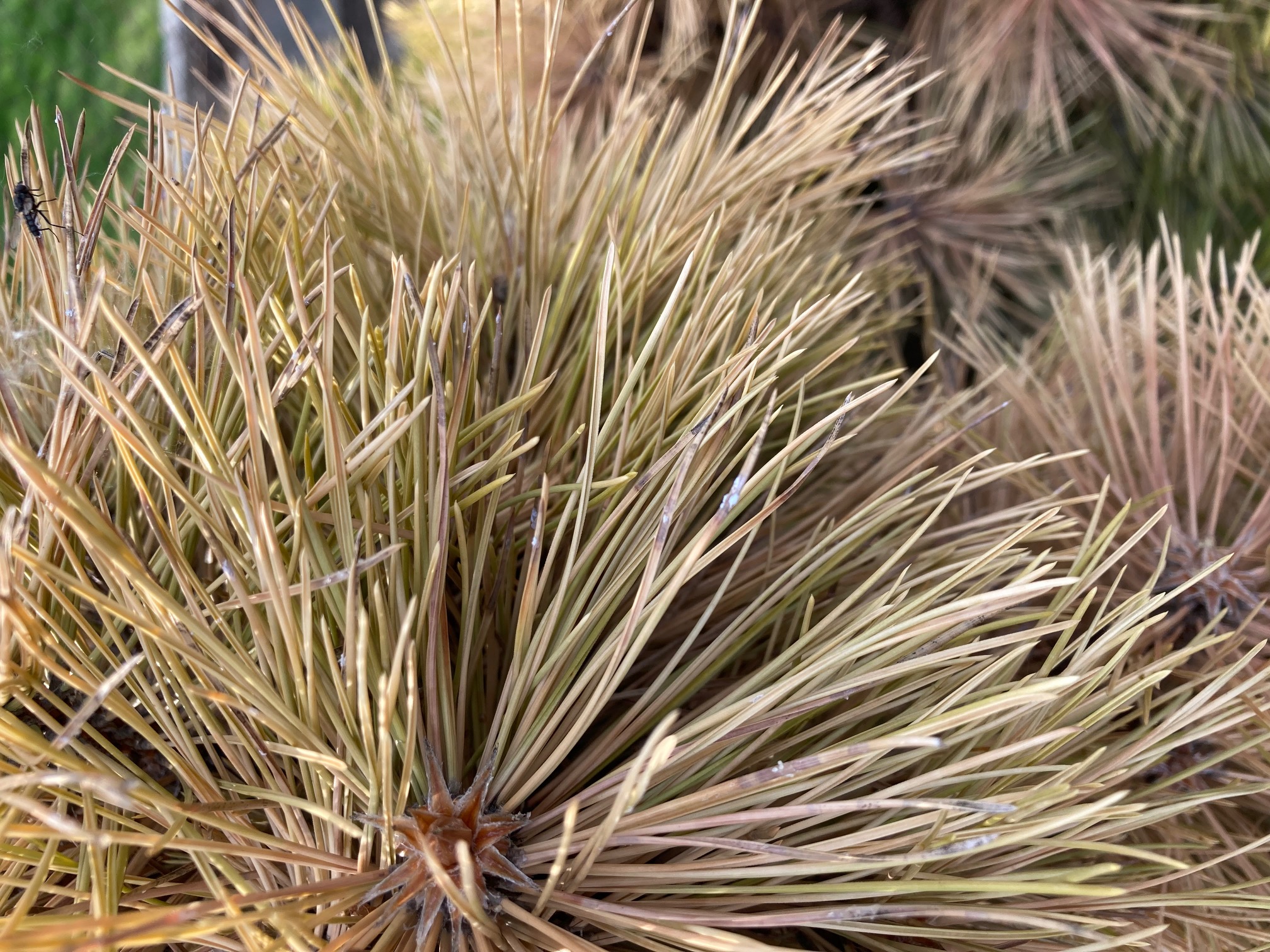 A - nejednoznačne určený, nie sme si istí