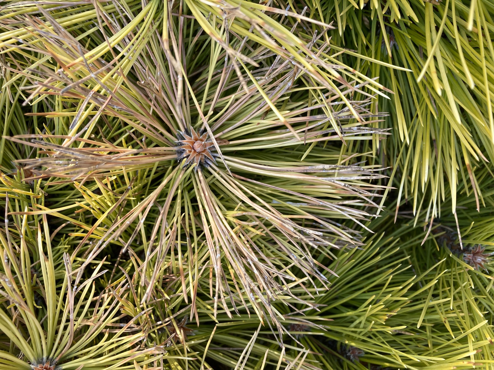 A - nejednoznačne určený, nie sme si istí