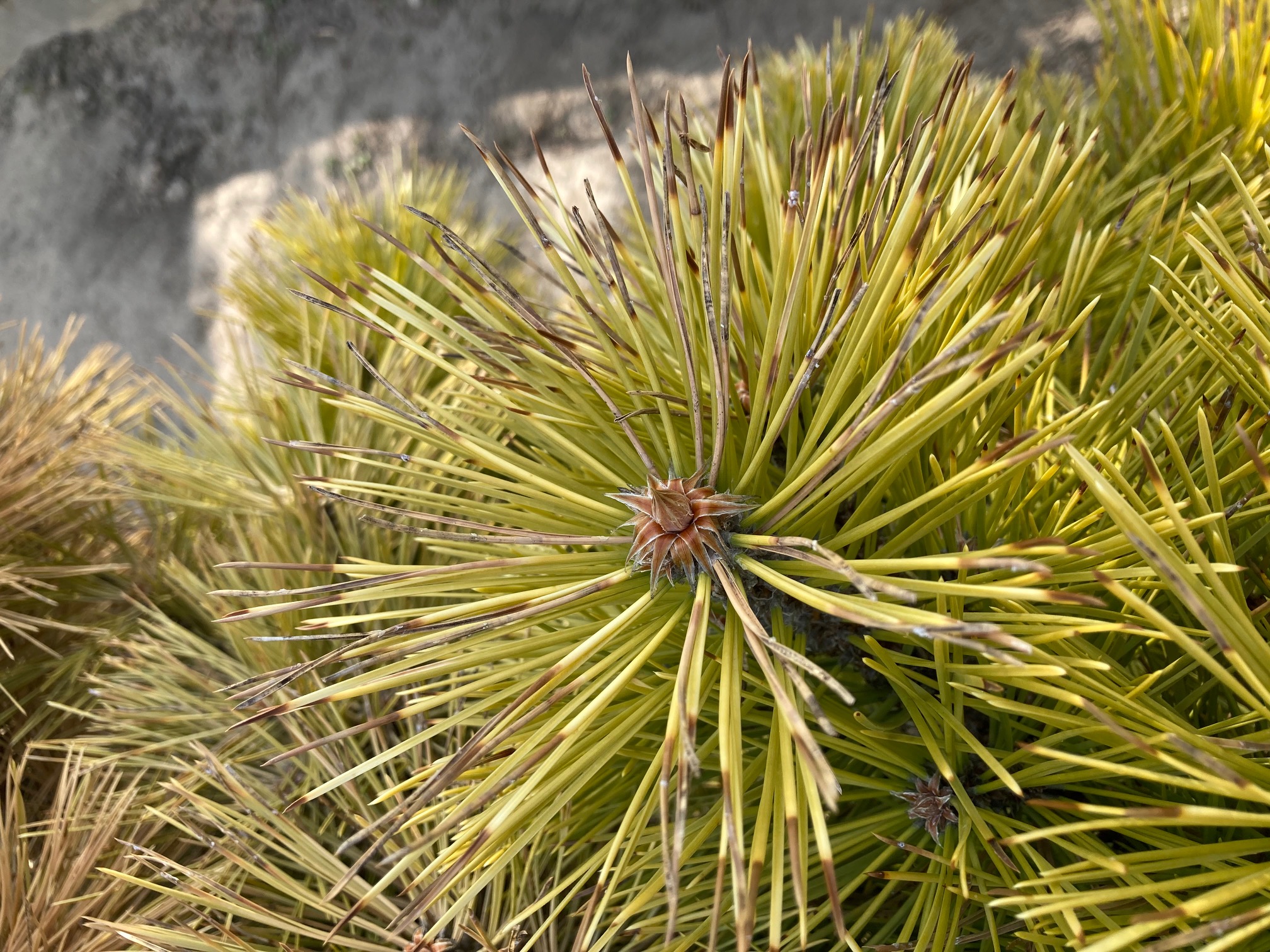 A - nejednoznačne určený, nie sme si istí