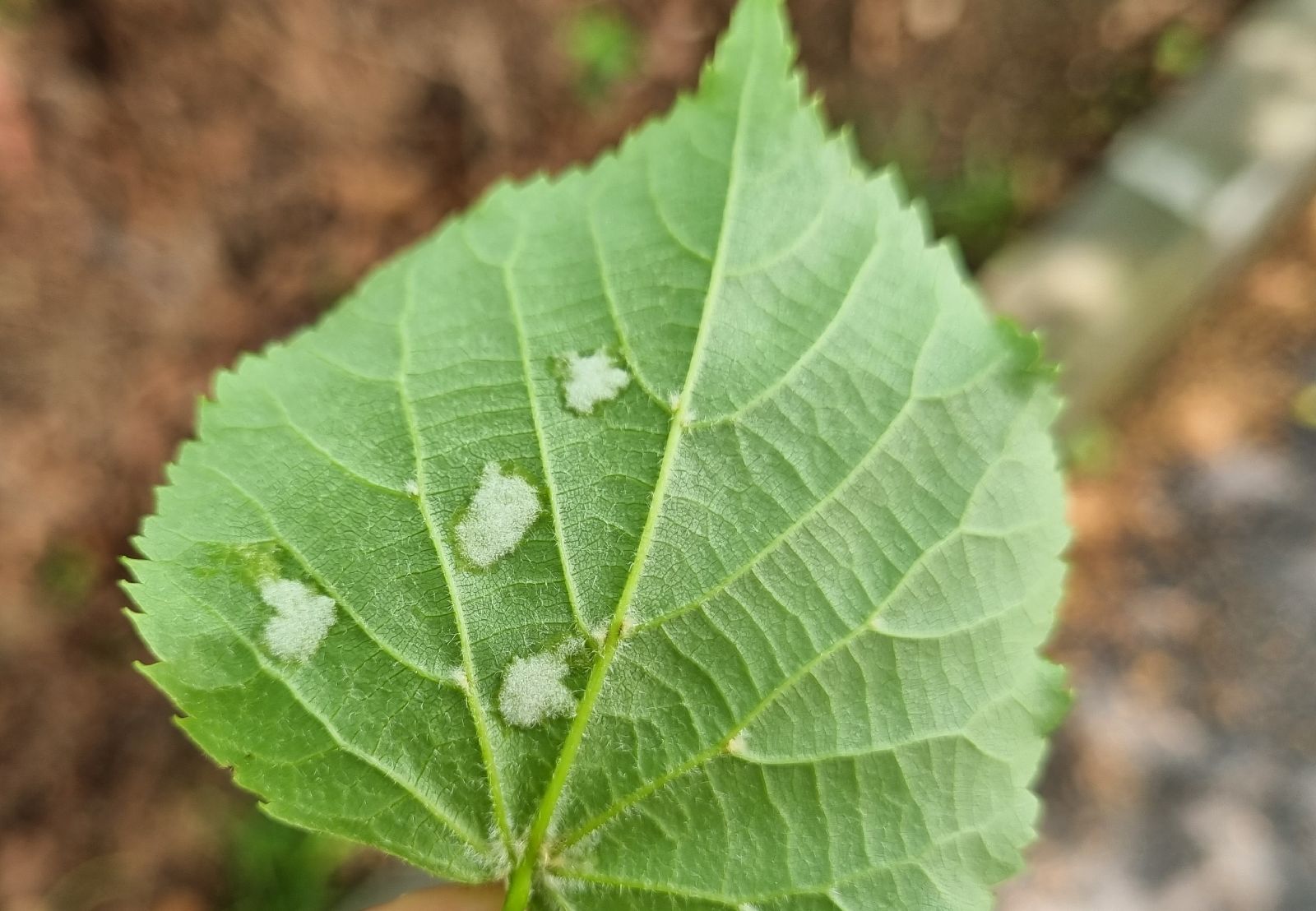 Eriophyes leiosoma = exilis