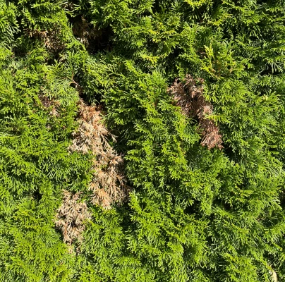 Cypress jewel beetle