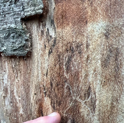Beech bark beetle