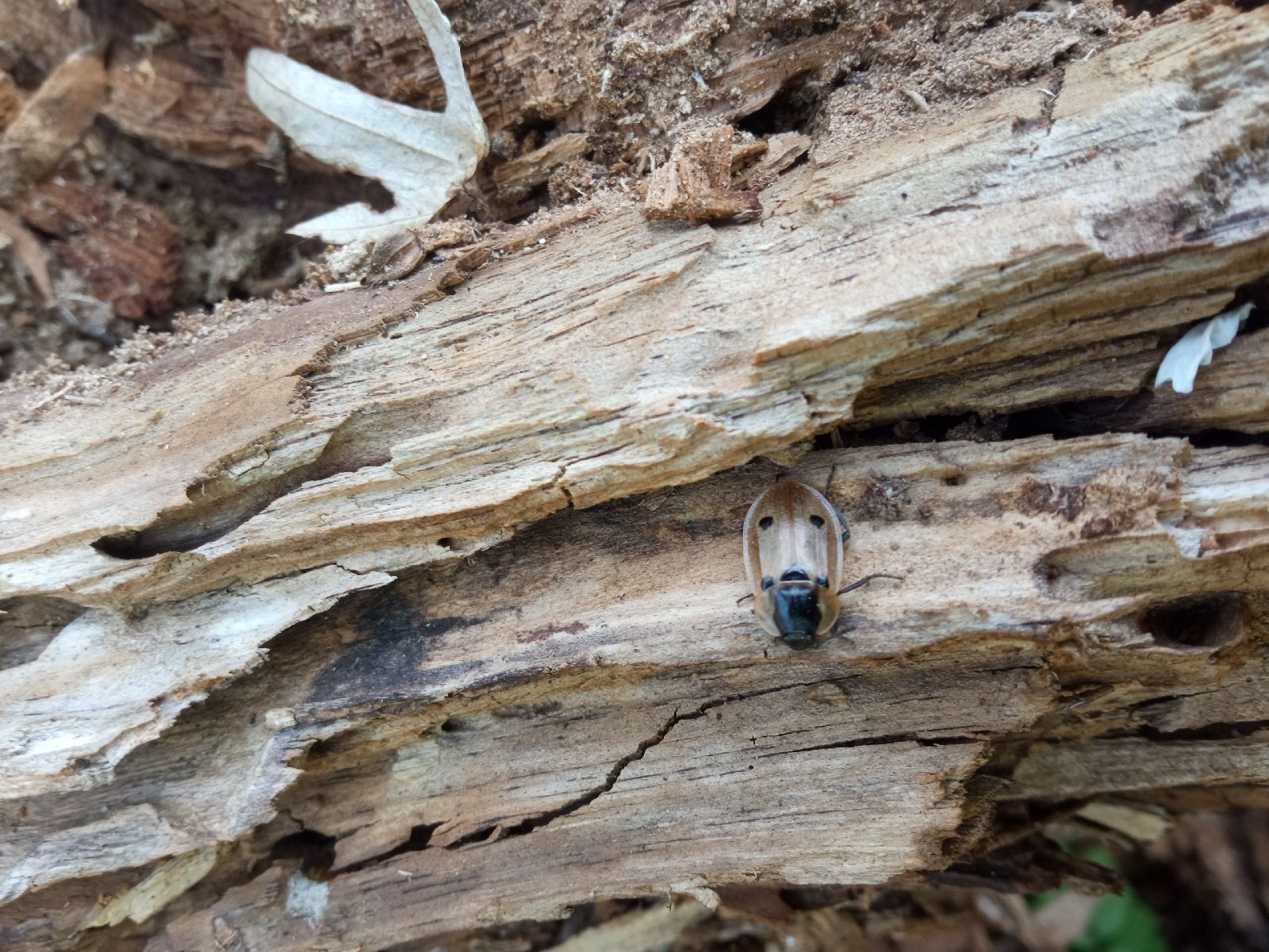 A - nie je v databáze