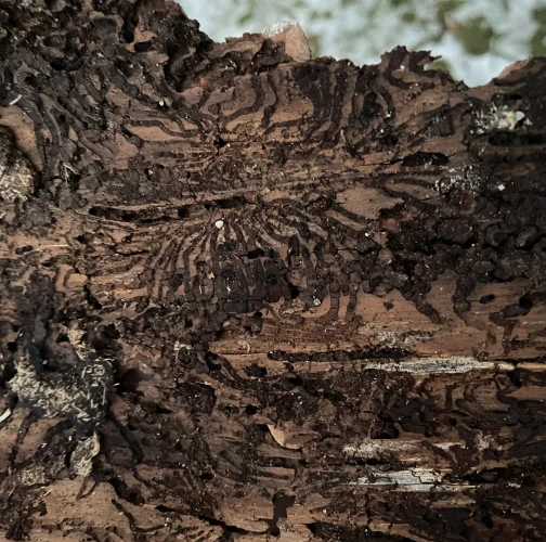 European spruce bark beetle