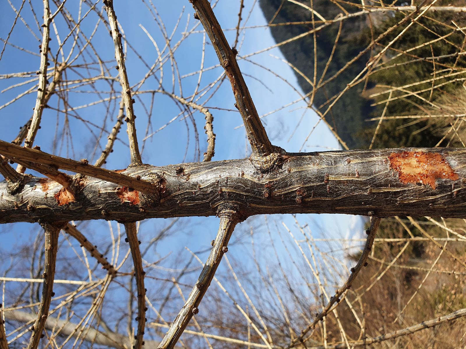 A - nejednoznačne určený, nie sme si istí