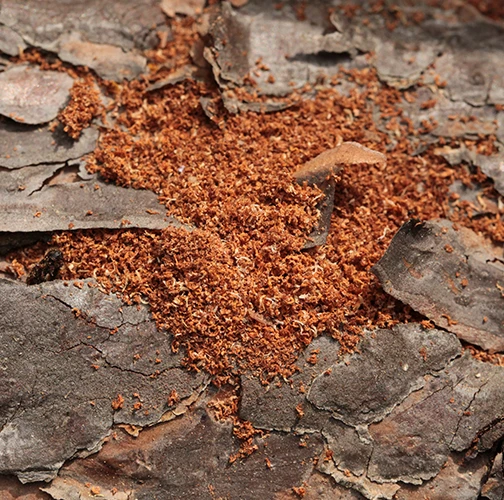 Six-toothed pine bark beetle