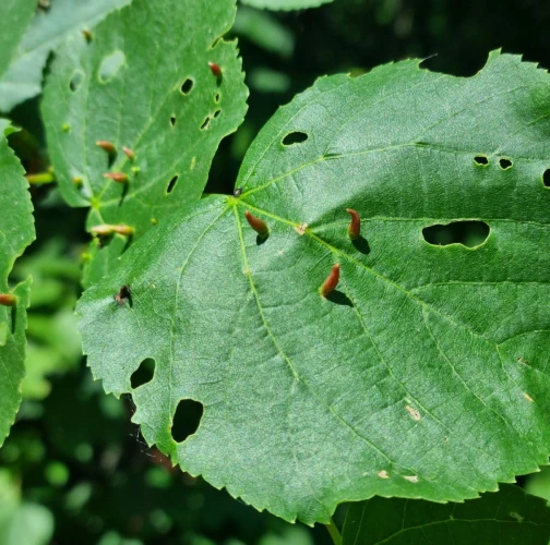 Gall mite Eriophyes tiliae