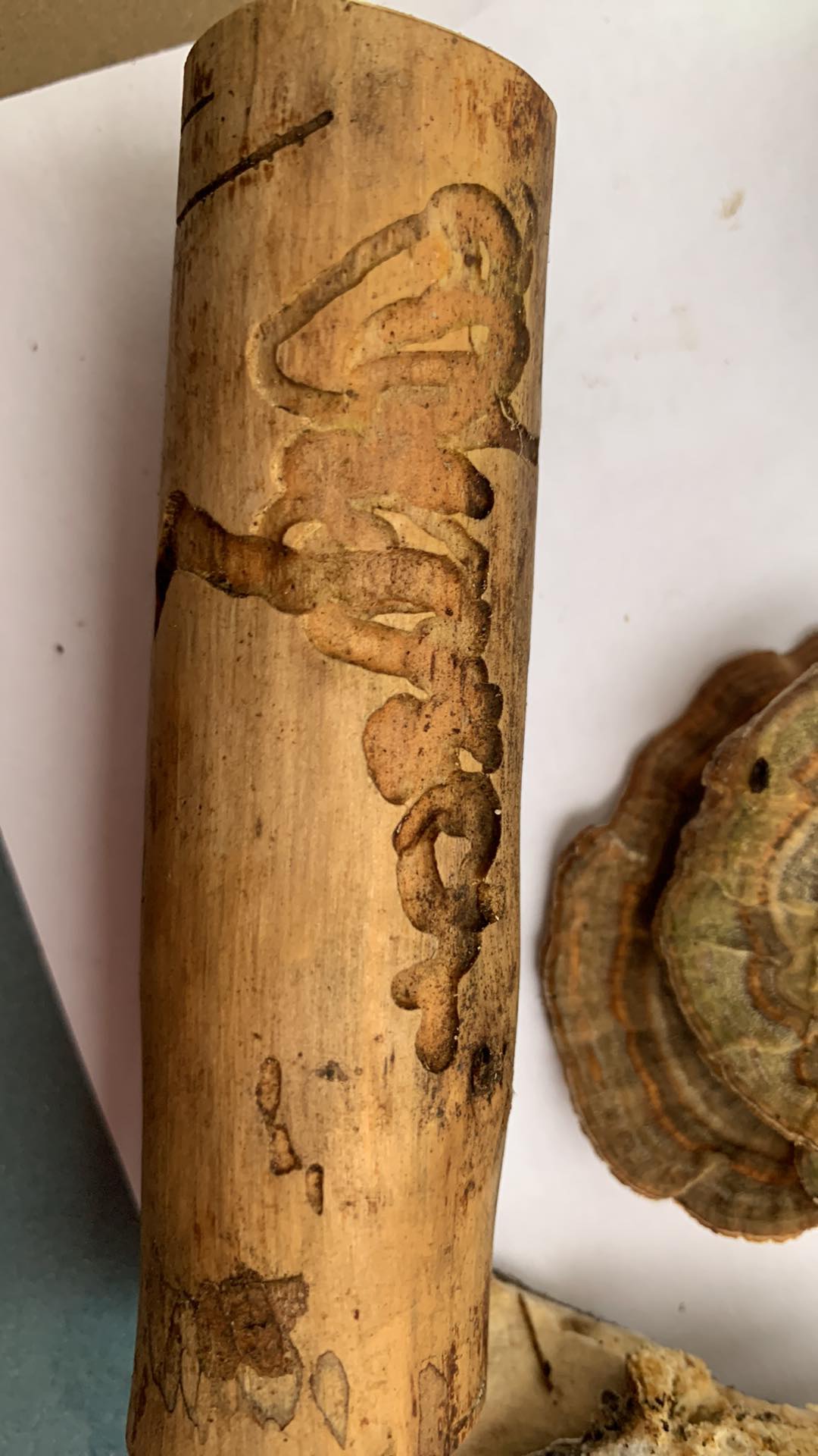 A - nie je v databáze