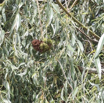 Triradial willow mite