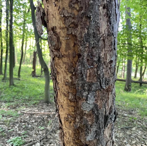  Vladimír Šalgovič