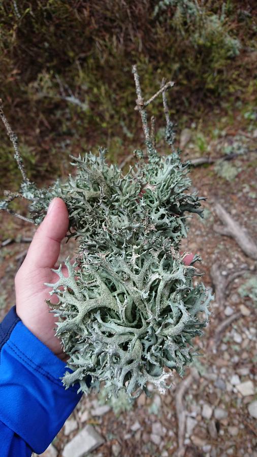 A - nejednoznačne určený, nie sme si istí