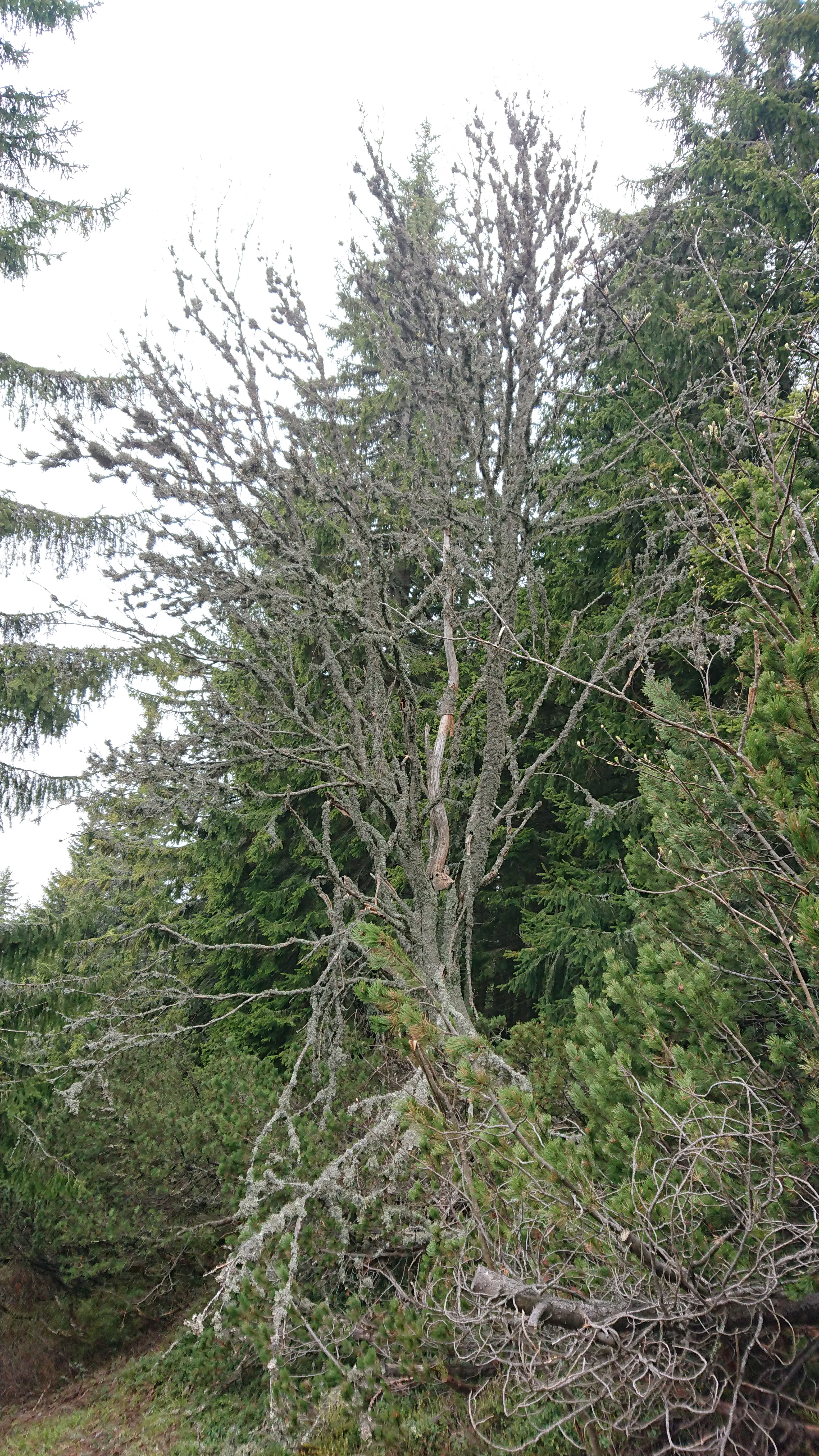 A - nejednoznačne určený, nie sme si istí