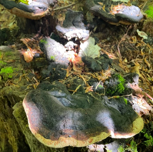 Fungus Gloeophyllum odoratum 