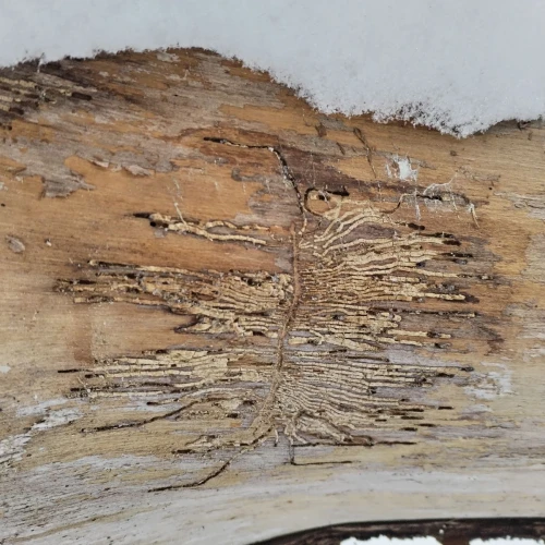 Michaela Kútniková 