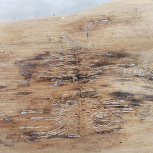 Michaela Kútniková 