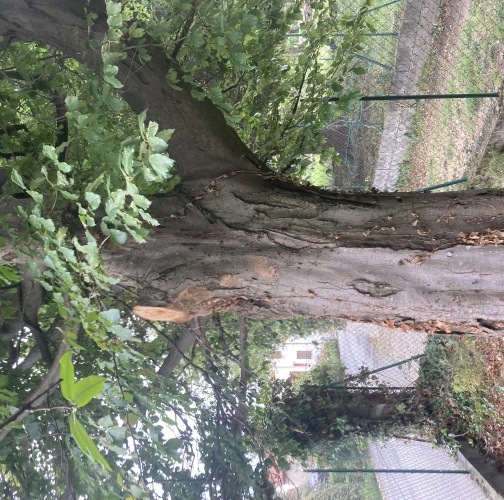 Phellinus ferruginosus 