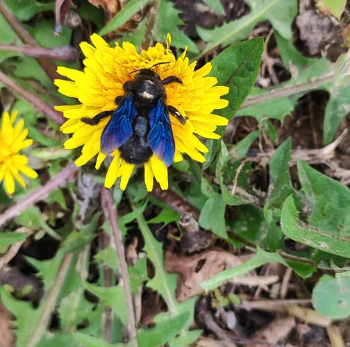 Kristína Veselková