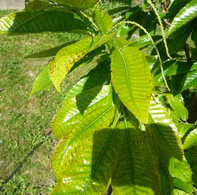 Mycosphaerella maculiformis 