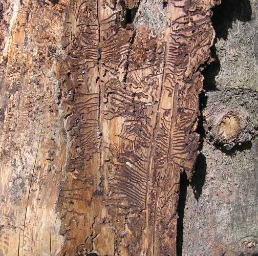European spruce bark beetle