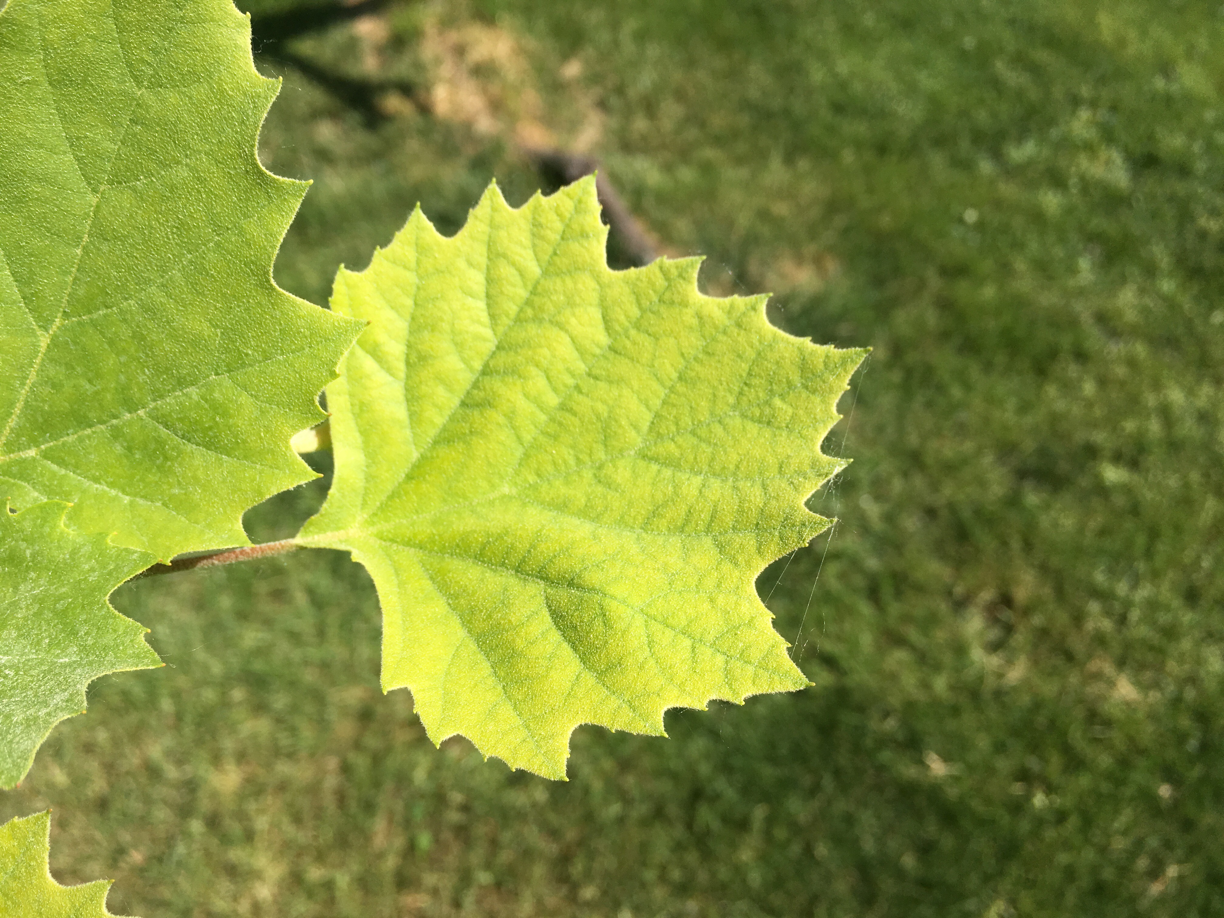 A - nejednoznačne určený, nie sme si istí
