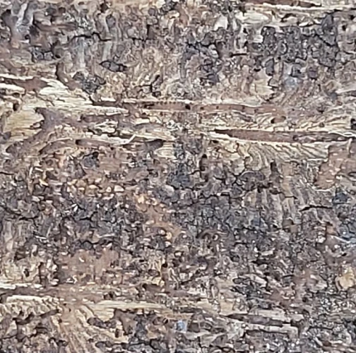 European spruce bark beetle