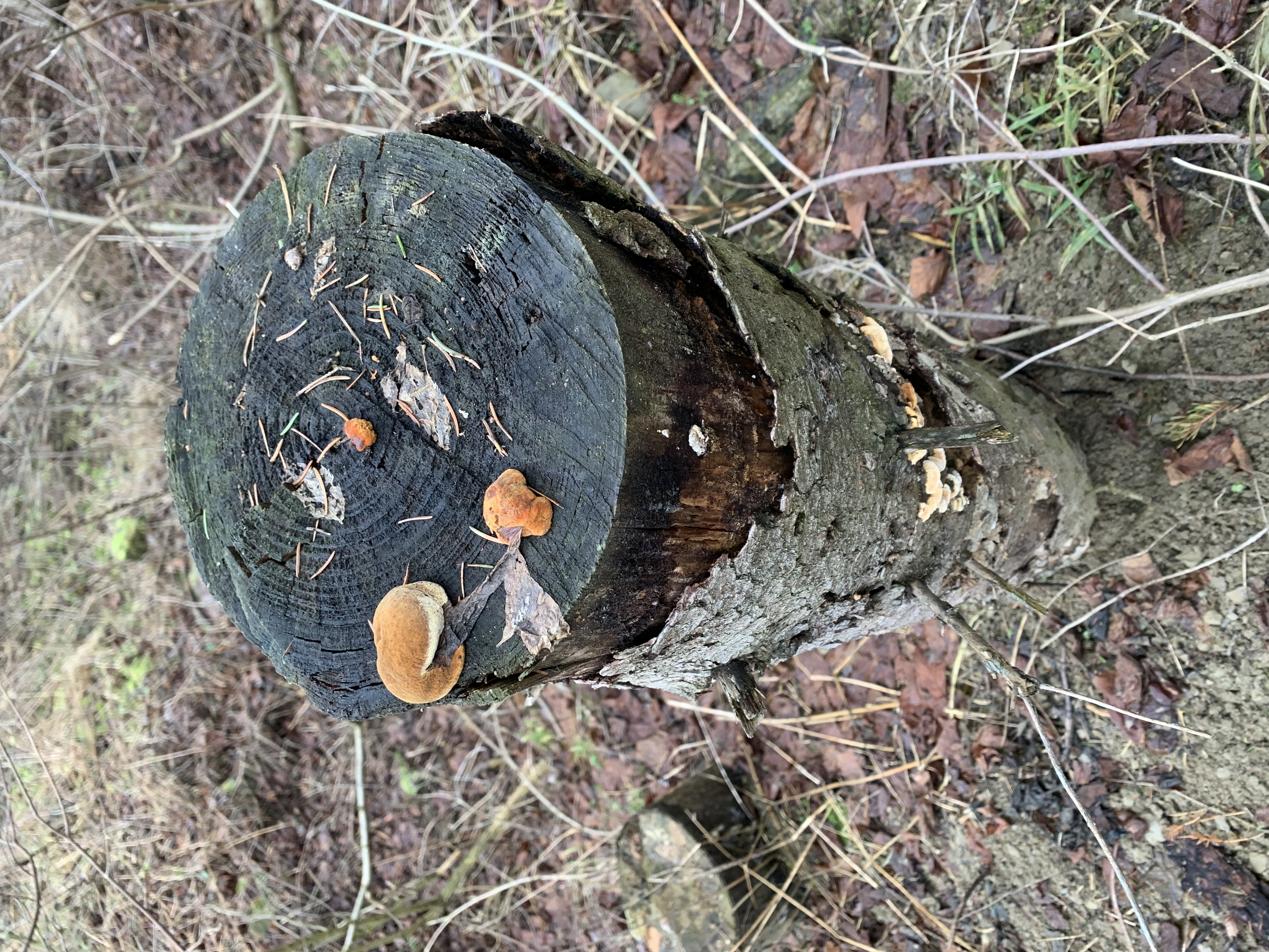 A - nie je v databáze