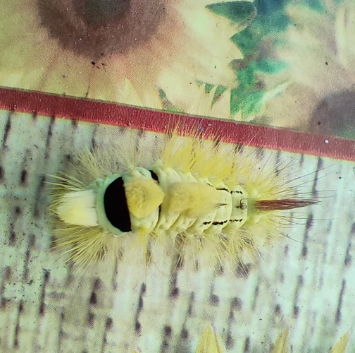 Simona Zálešáková