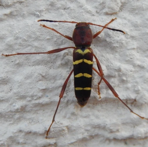 Redheaded ash borer 