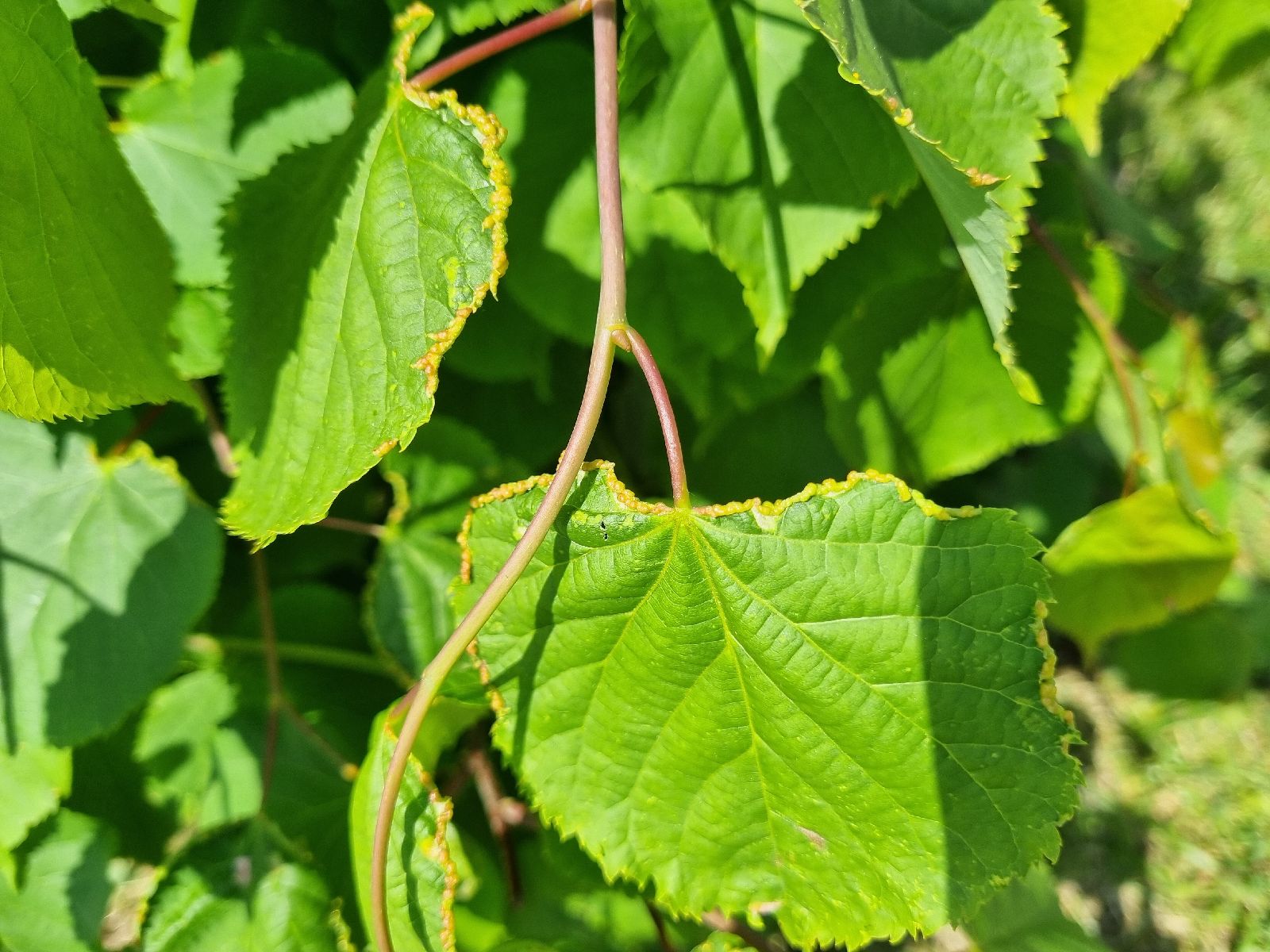 Phytoptus tetratrichus