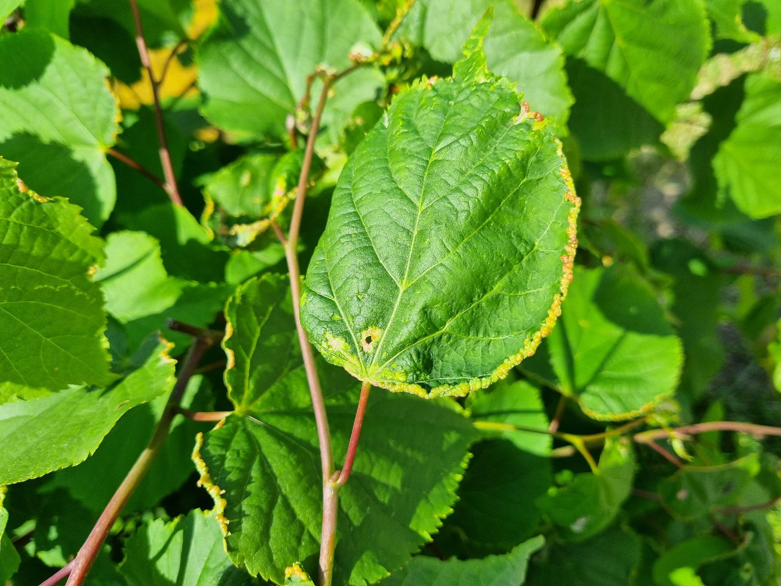 Phytoptus tetratrichus