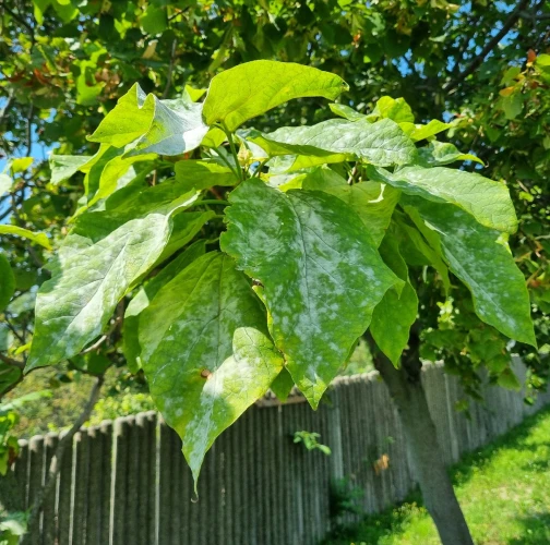 Catalpa powdery mildew 