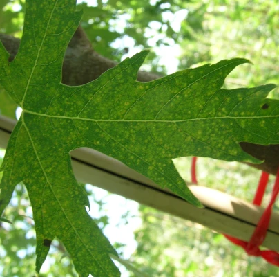 A - Ambiguously determined, we are not sure