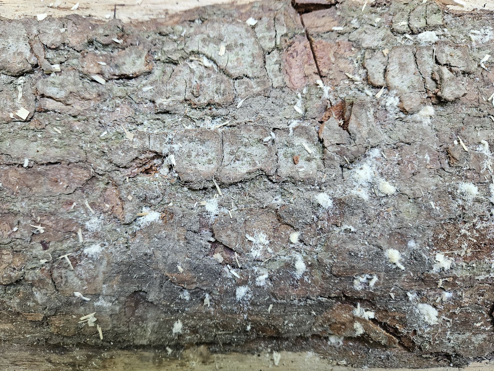 Treptoplatypus oxyurus