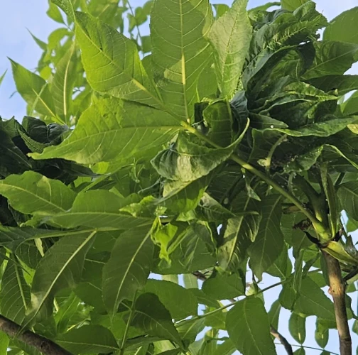 Aphid Prociphilus bumeliae 
