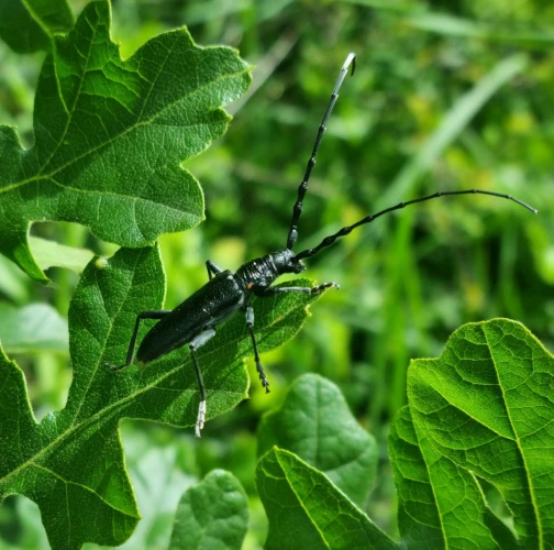 Long-horned beetle Cerambyx scopolii