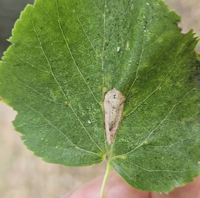 Lime leaf miner