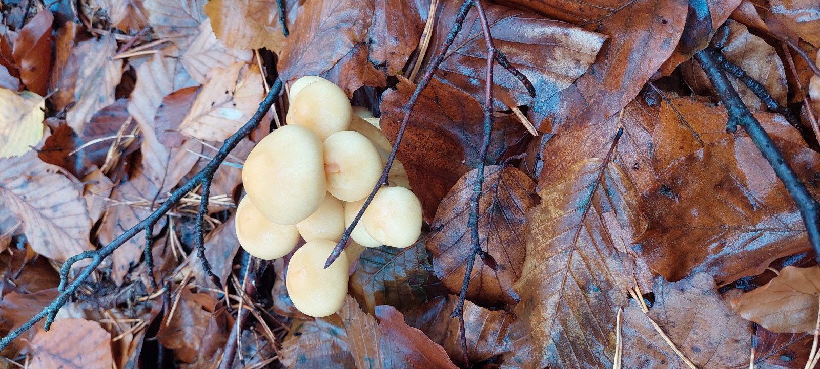 A - nie je v databáze